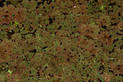 Azolla fausse-fougère, Fougère d'eau Azolla filiculoides Lam., 1783