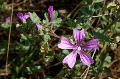 Mauve sauvage, Mauve sylvestre, Grande mauve Malva sylvestris L., 1753