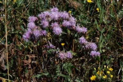 Cirse des champs, Chardon des champs Cirsium arvense (L.) Scop., 1772