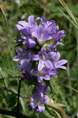 Campanule agglomérée Campanula glomerata L., 1753