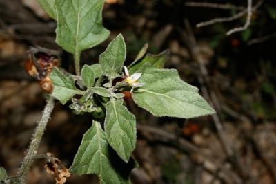 Morelle ailée Solanum villosum subsp. miniatum (Bernh. ex Willd.) Edmonds, 1984