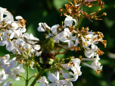 Sphinx gazé (Le), Sphinx du Chèvrefeuille (Le) Hemaris fuciformis (Linnaeus, 1758)