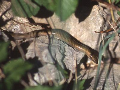 Seps strié Chalcides striatus (Cuvier, 1829)