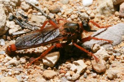  Stenopogon 