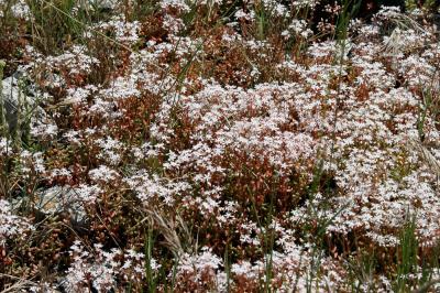 Orpin blanc Sedum album L., 1753