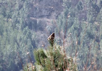 Buse variable Buteo buteo (Linnaeus, 1758)