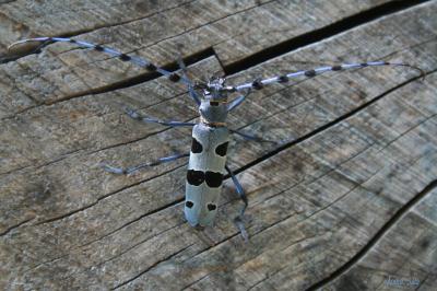 Rosalie des Alpes Rosalia alpina (Linnaeus, 1758)
