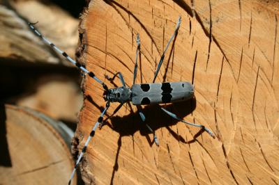 Rosalie des Alpes Rosalia alpina (Linnaeus, 1758)