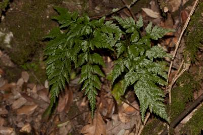 Doradille des ânes, Asplénium Onoptéris Asplenium onopteris L., 1753