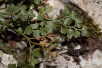 Doradille rue des murailles, Rue des murailles Asplenium ruta-muraria L., 1753