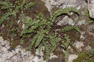 Capillaire des murailles, Fausse capillaire, Capil Asplenium trichomanes L., 1753