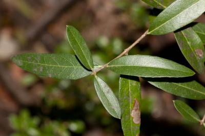 Troëne, Raisin de chien Ligustrum vulgare L., 1753