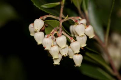 Arbousier commun, Arbre aux fraises Arbutus unedo L., 1753