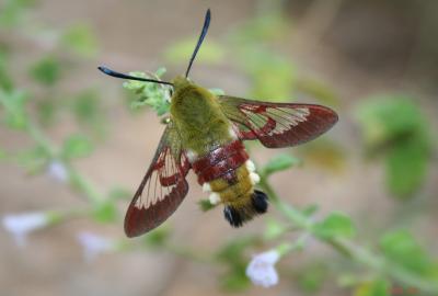 Sphinx gazé (Le), Sphinx du Chèvrefeuille (Le) Hemaris fuciformis (Linnaeus, 1758)