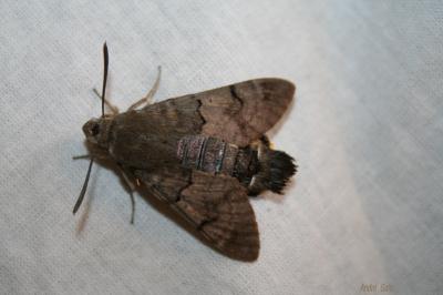 Moro-Sphinx (Le), Sphinx du Caille-Lait (Le) Macroglossum stellatarum (Linnaeus, 1758)
