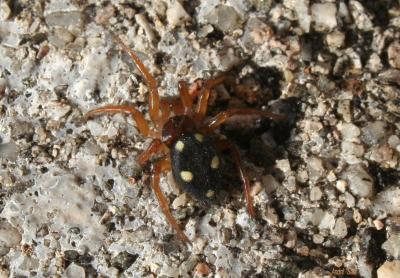 Araignée Clotho Uroctea durandi (Walckenaer in Latreille, 1809)