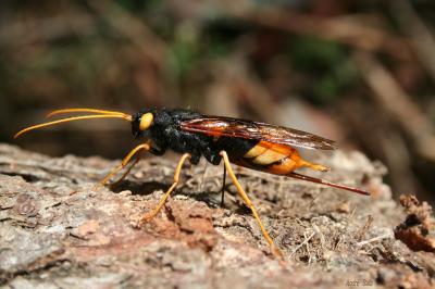 Grand Sirex, Sirex géant, Guêpe du bois Urocerus gigas (Linnaeus, 1758)