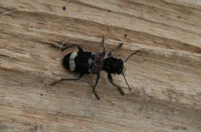 Clairon mutile Clerus mutillarius Fabricius, 1775