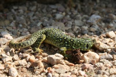 Lézard ocellé Timon lepidus (Daudin, 1802)