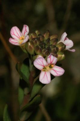 Aethionéme des rochers, Aéthionéma des rochers Aethionema saxatile (L.) R.Br., 1812