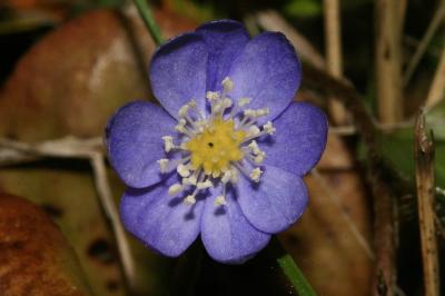 Hépatique à trois lobes Anemone hepatica L., 1753