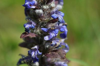 Bugle rampante, Consyre moyenne Ajuga reptans L., 1753