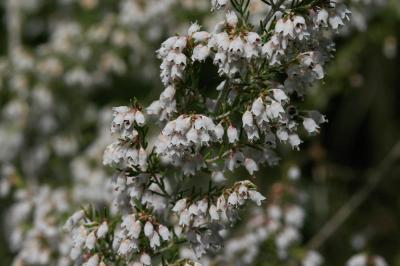Bruyère arborescente, Bruyère en arbre Erica arborea L., 1753