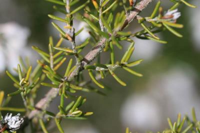Bruyère arborescente, Bruyère en arbre Erica arborea L., 1753