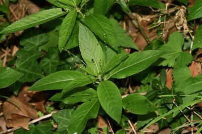Mercuriale vivace, Mercuriale des montagnes Mercurialis perennis L., 1753