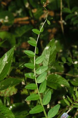 Vesce des haies Vicia sepium L., 1753