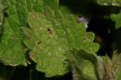 Lierre terrestre, Gléchome Lierre terrestre Glechoma hederacea L., 1753