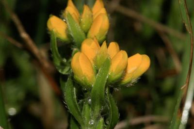 Petit Genêt d'Espagne, Genêt d'Espagne Genista hispanica L., 1753