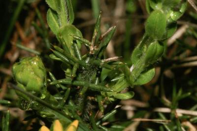 Petit Genêt d'Espagne, Genêt d'Espagne Genista hispanica L., 1753