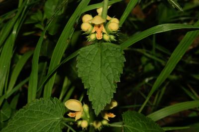 Lamier jaune, Lamier Galéobdolon Lamium galeobdolon (L.) L., 1759