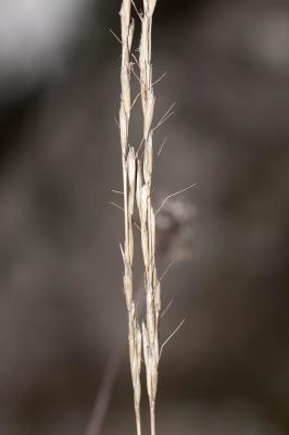 Avoine Brome Helictochloa bromoides (Gouan) Romero Zarco, 2011