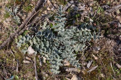 Onopordon d'Illyrie Onopordum illyricum L., 1753