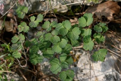 Petit pigamon, Pigamon mineur, Pigamon des dunes Thalictrum minus L., 1753
