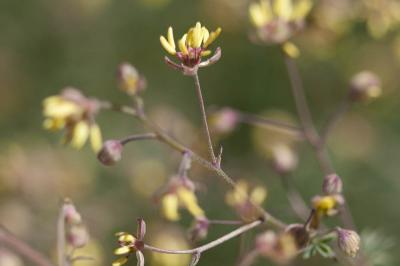 Petit pigamon, Pigamon mineur, Pigamon des dunes Thalictrum minus L., 1753