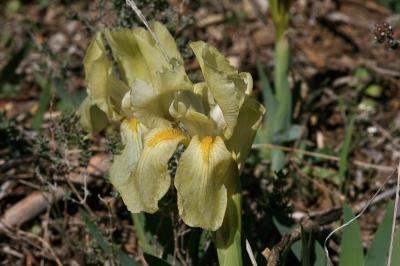 Iris jaunâtre Iris lutescens Lam., 1789