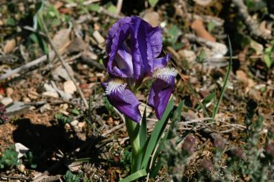 Iris jaunâtre Iris lutescens Lam., 1789