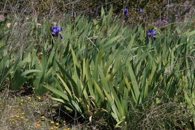 Iris d'Allemagne Iris germanica L., 1753