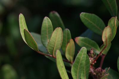 Lentisque, Arbre au mastic Pistacia lentiscus L., 1753