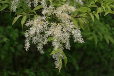 Orne, Frêne à fleurs, Orne d'Europe Fraxinus ornus L., 1753