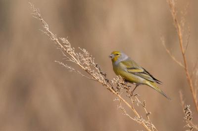 Venturon montagnard Carduelis citrinella (Pallas, 1764)