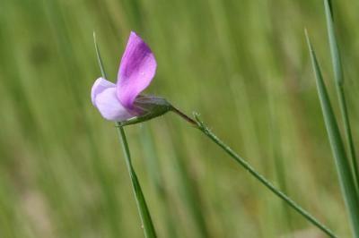 Gesse hérissée, Gesse hirsute Lathyrus hirsutus L., 1753
