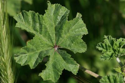 Mauve sauvage, Mauve sylvestre, Grande mauve Malva sylvestris L., 1753