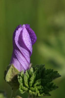 Mauve sauvage, Mauve sylvestre, Grande mauve Malva sylvestris L., 1753