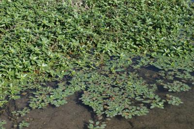 Ludwigie à grandes fleurs, Jussie à grandes fleurs Ludwigia grandiflora (Michx.) Greuter & Burdet, 1987