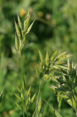 Brome mou Bromus hordeaceus L., 1753