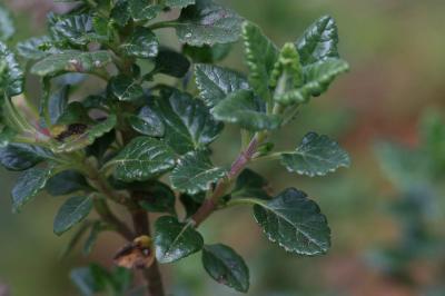 Germandrée jaune Teucrium flavum L., 1753